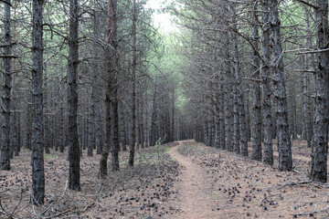 Pathway among pine trees in a forest near lake eymir, Ankara, Turkey.