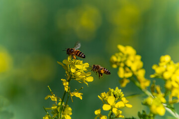 Honey Bee collecting pollen on yellow rape flower against green background