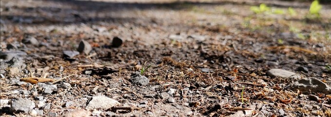 dry grass in the wind