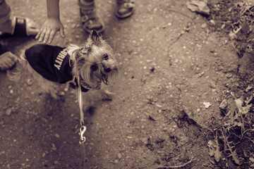 Children's hands want to pet a small dog