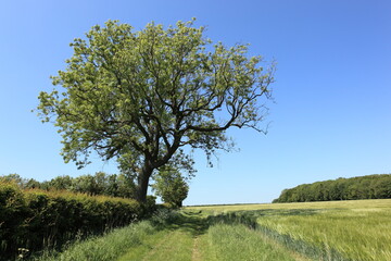 Beautiful mature Ash tree by a grassy farm track in the scenic Yorkshire wolds in summer