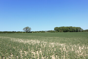 Field beans growing in the chalky soil of the Yorkshire wolds under a clear blue summer sky