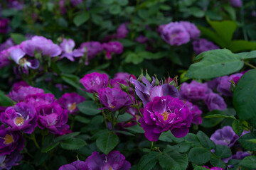Growing bushes of purple roses