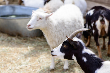 young goat and sheep farm animals outdoor agriculture in a village or on a ranch