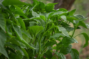 green leaves background from top view, Piper sarmentosum or Wildbetal leafbush Thai herb