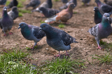 Homing pigeons sitting in a dovecote