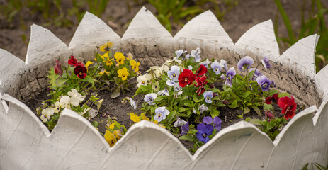 multi-colored flowers in a flower bed made by yourself in the country