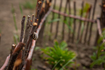 A small snail creeping on a wet grape branch. Back focus