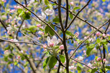 Apple tree background in clear weather, flowering branch with buds of white and pink color