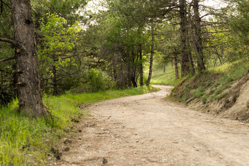 Pathway among pine trees in a forest near lake eymir, Ankara, Turkey.