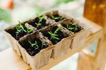 Sown tomatoes in cardboard peas with peat content.
