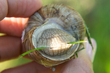Snail Muller . Large white mollusk snails with striped shell, crawling on vegetables.