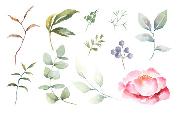 Watercolor drawing elements of rose flowers