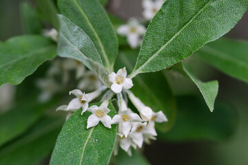 Autumn Olive Flowers in Springtime