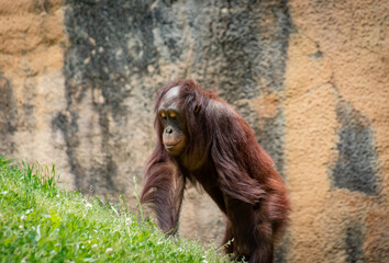 Juvenile Orangutang in zoological setting in Georgia.