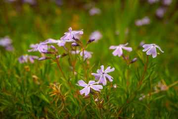 little purple flowers in the leaves. Floral background with a lot of small purple flowers.