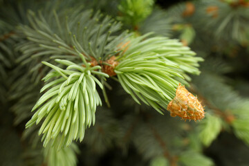 Photo of a blue spruce with old and young soft needles.