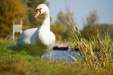 A swan walks on the grass by the lake