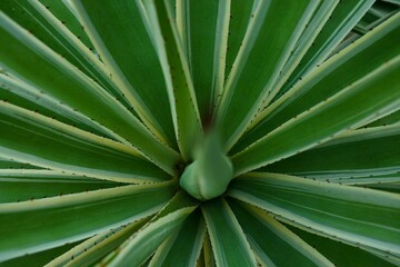Fototapeta premium Agave