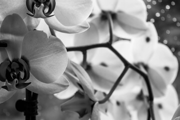 orchid black and white close up