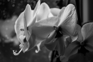 orchid black and white