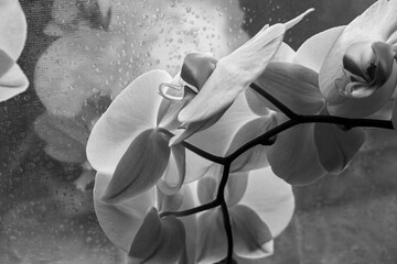 orchid black and white