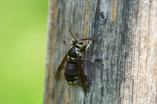 Bald Faced Hornet in Springtime
