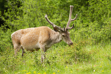Naklejka na ściany i meble Majestic red deer, cervus elaphus, stag feeding on green bush in summer nature. Male animal with antlers growing and covered in velvet feeding in green environment from from side view.