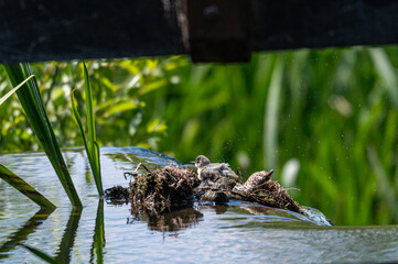 Juvenile grey wagtail bird, Motacilla cinerea, bathing in a flowing stream