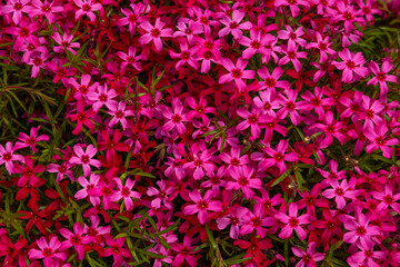 Background image - flowerbed planted with small bright pink flowers.