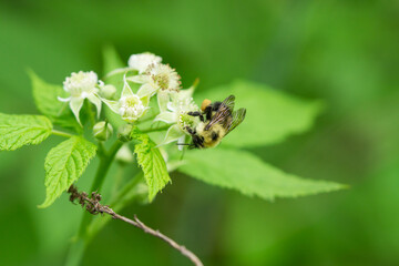 Bumblebee on Black Raspberry Flowers
