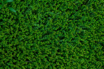 Background image - flowerbed covered with fresh green grass that looks like a dense forest.