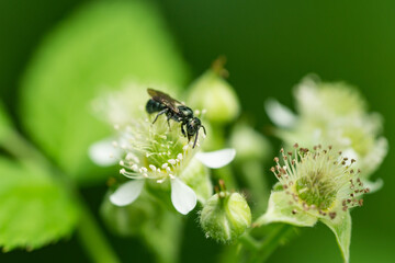 Small Carpenter Bee on Black Raspberry Flowers