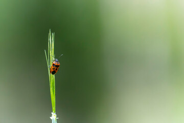 Isolated spot and red insect on a yellow canola flower, on natural background.