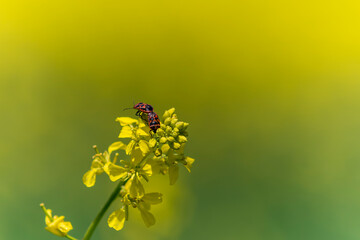 Isolated spot and red insects mate on a yellow canola flower, on natural background