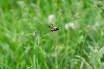 Eastern Carpenter Bee Flying in Springtime