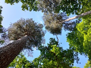 Fototapeta premium trees in the forest