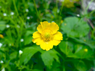 yellow flower on green background