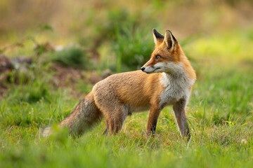 Naklejka na ściany i meble Curious red fox, vulpes vulpes, looking behind over shoulder on a meadow with green grass at sunset in summer. Fluffy mammal with large ears observing in nature.