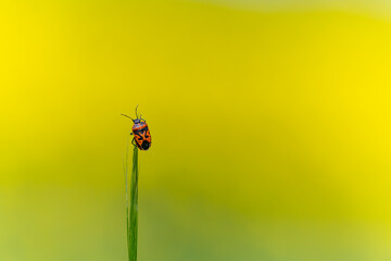 Isolated spot and red insect on a yellow canola flower, on natural background.