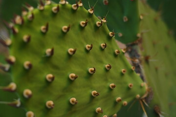 Cactus