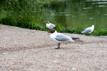 Black-headed gull sits on the ground, close-up, nature. (Chroicocephalus ridibundus).