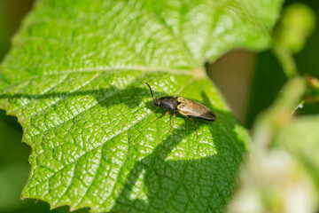 Click Beetle on Leaf in Springtime