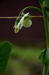 close up little white green peas bloom, beautiful wild flowers. vegetable growing in the garden, farming organic products.