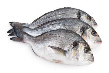 Fish dorado isolated on white background with clipping path and full depth of field.