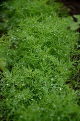  close up of young fresh green dill with raindrops grows in the garden, a bed of fresh green spice with  water drops growing in the soil, 
