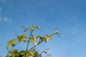 yellow leaves on blue sky