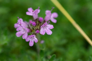 Creeping Thyme Flowers in Springtime