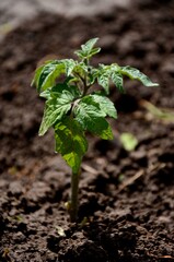 young small tomato plant growing in the soil in the kitchen garden. Organic farm products, healthy and vegetarian food.	