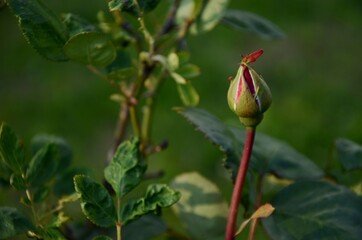 red rose bud on a background of green leaves in the rays of the evening sun growing in a flower bed, beautiful floral background, сopy space